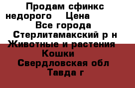 Продам сфинкс недорого  › Цена ­ 1 000 - Все города, Стерлитамакский р-н Животные и растения » Кошки   . Свердловская обл.,Тавда г.